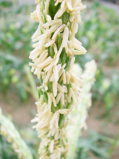 corn02.jpg