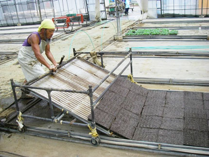 simofuri09.jpg